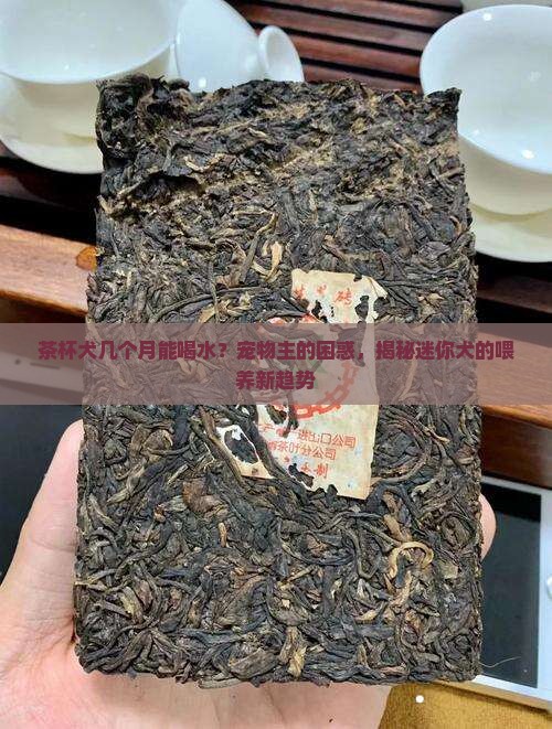 茶杯犬几个月能喝水