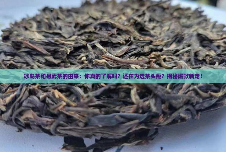 冰岛茶和易武茶的由来