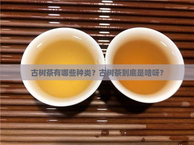 古树茶种类古树茶的定义