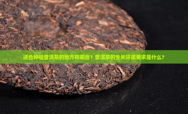 什么样的地方可以种普洱茶