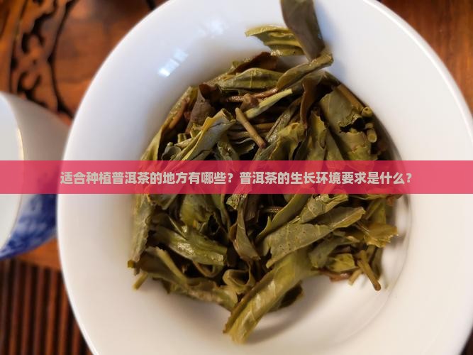 什么样的地方可以种普洱茶