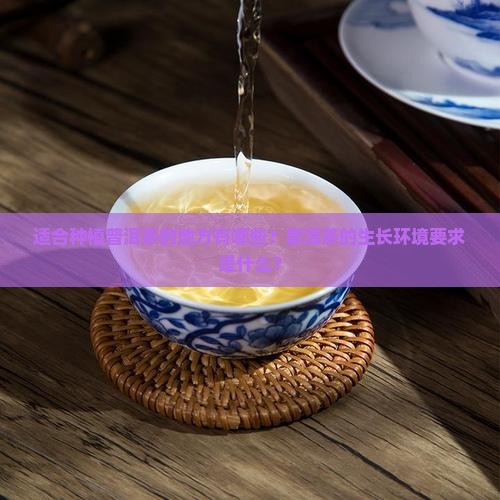 什么样的地方可以种普洱茶