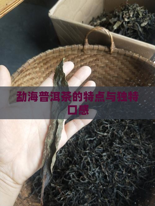 饮勐海普洱茶的特点