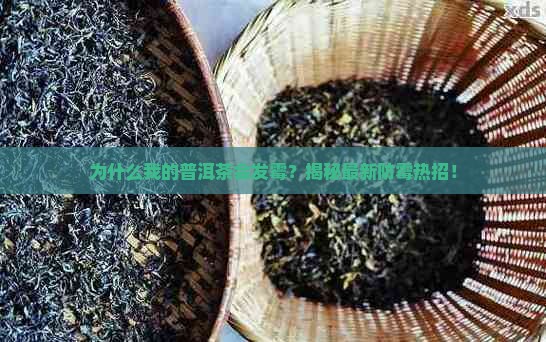 如何判断普洱茶有没有发霉