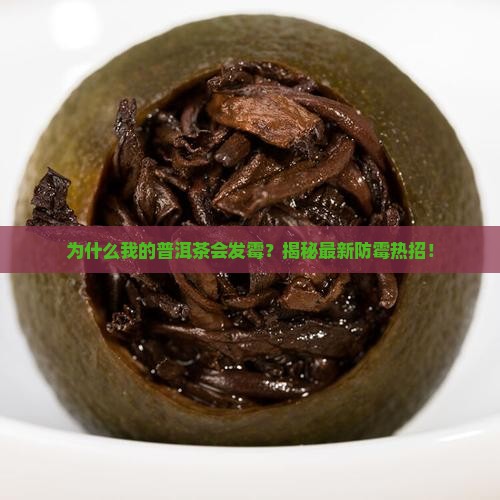 如何判断普洱茶有没有发霉