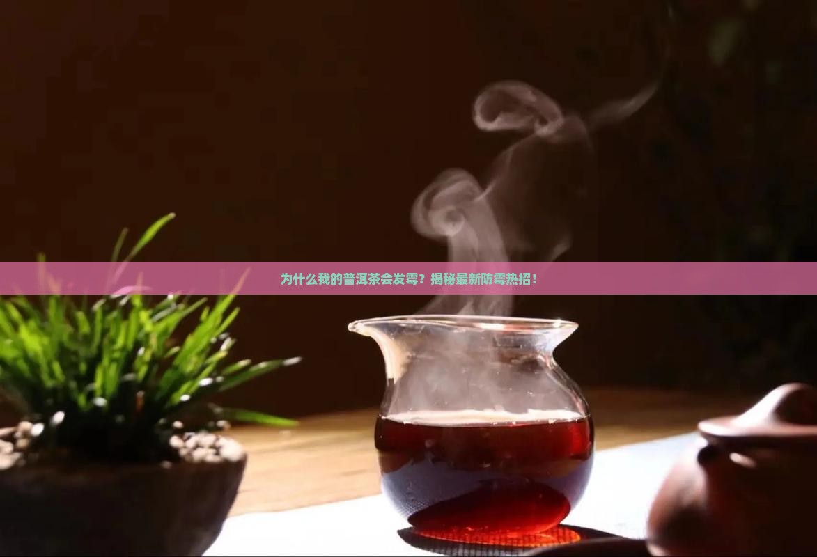 如何判断普洱茶有没有发霉