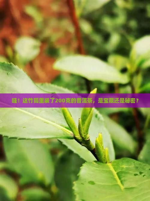 竹筒普洱茶200克 竹筒普洱茶200克