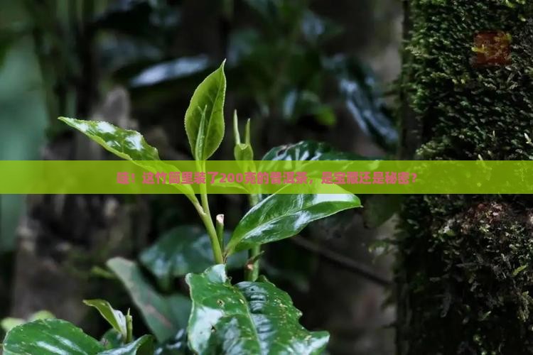 竹筒普洱茶200克 竹筒普洱茶200克