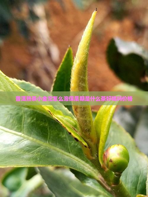 普洱熟茶小金沱