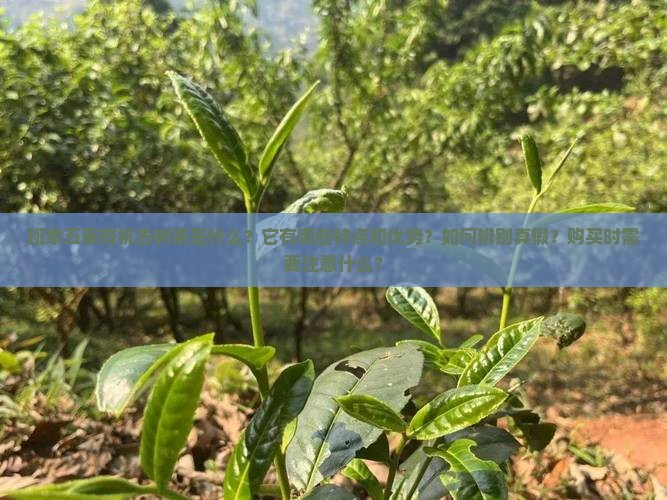班章五寨有机古树茶