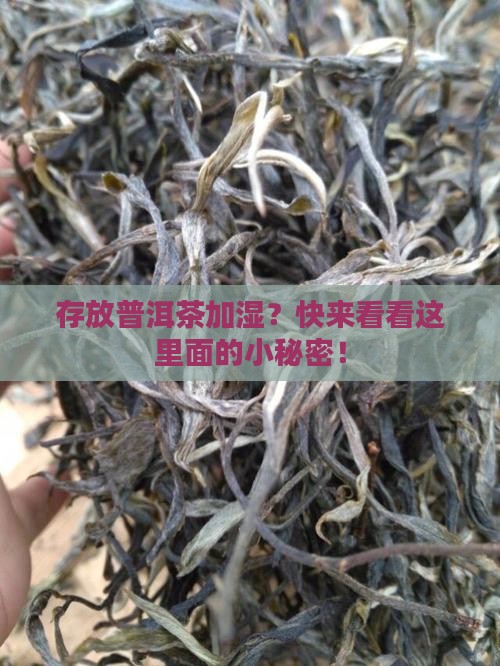 存放普洱茶加湿