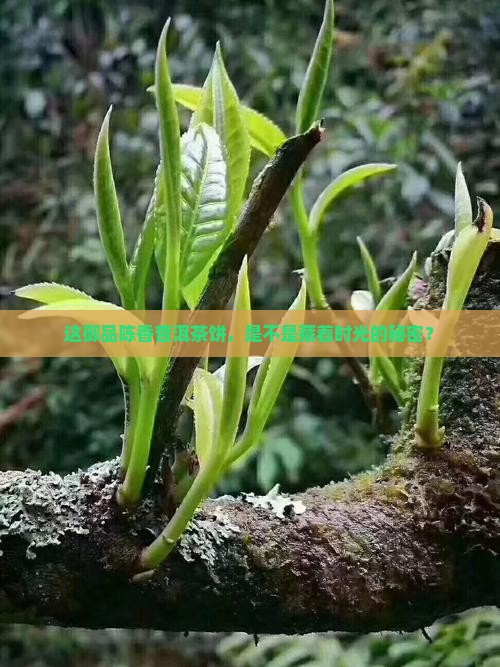 御品陈香普洱茶饼