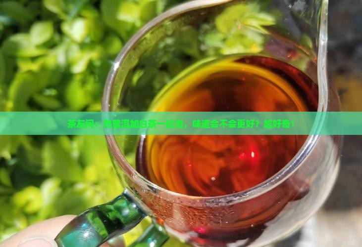 熟普洱茶加白茶可以吗