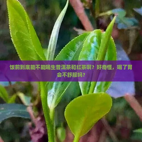 饭前能喝生普洱茶和红茶吗