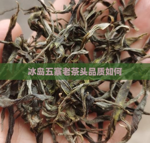 冰岛五寨老茶头怎么样