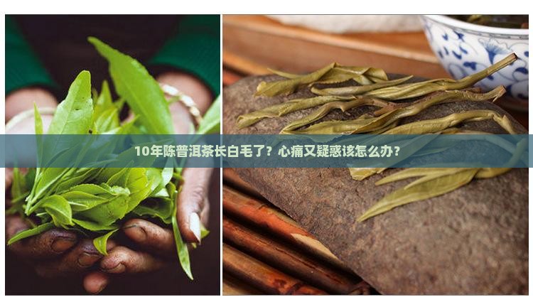 熟普洱茶上面的白点是什么