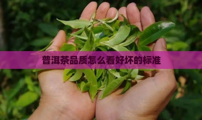 普洱茶品质怎么看好坏的