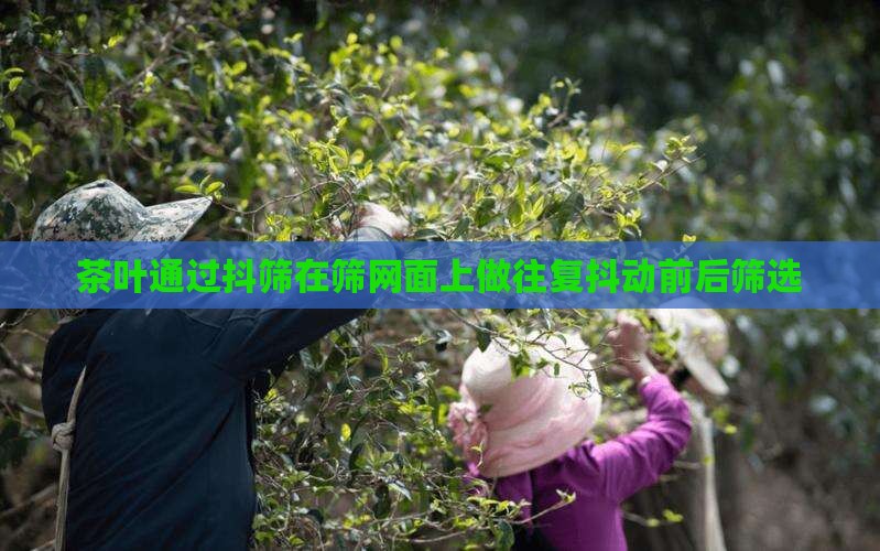 抖筛是茶叶在筛面做往复抖动
