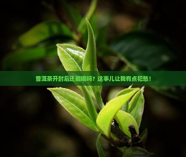 普洱茶开封还能喝吗