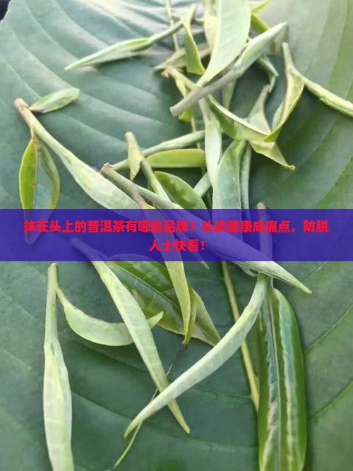 抹在头上的普洱茶所有品牌