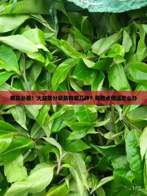 大益茶分级茶都有哪几种