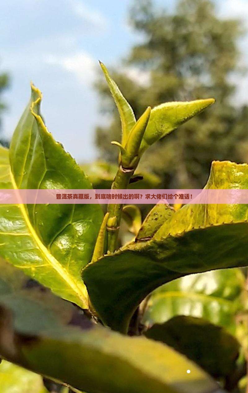 普洱茶真藏版是何年产品