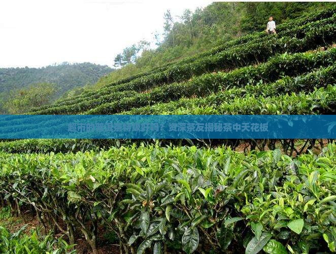 超市的普洱茶特级好吗