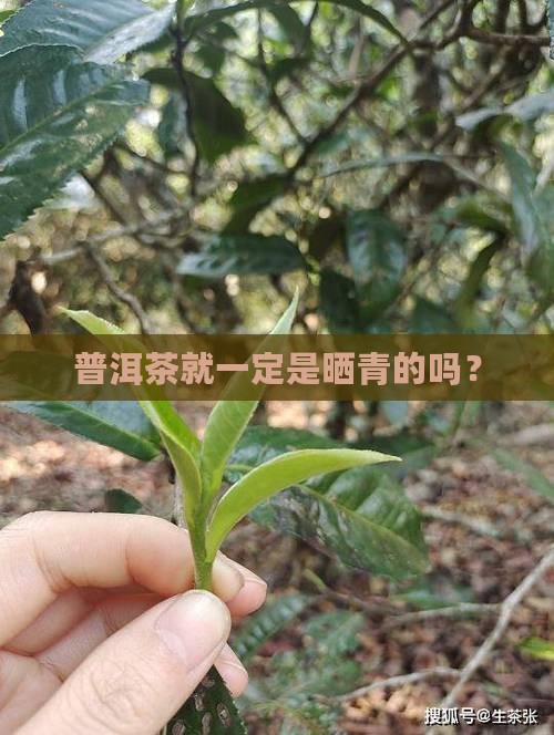 普洱茶都是晒青嘛