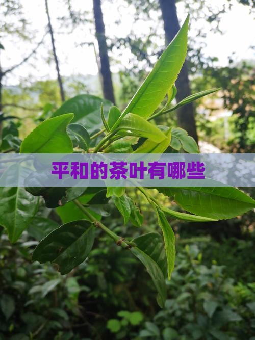 平和的茶叶有哪些
