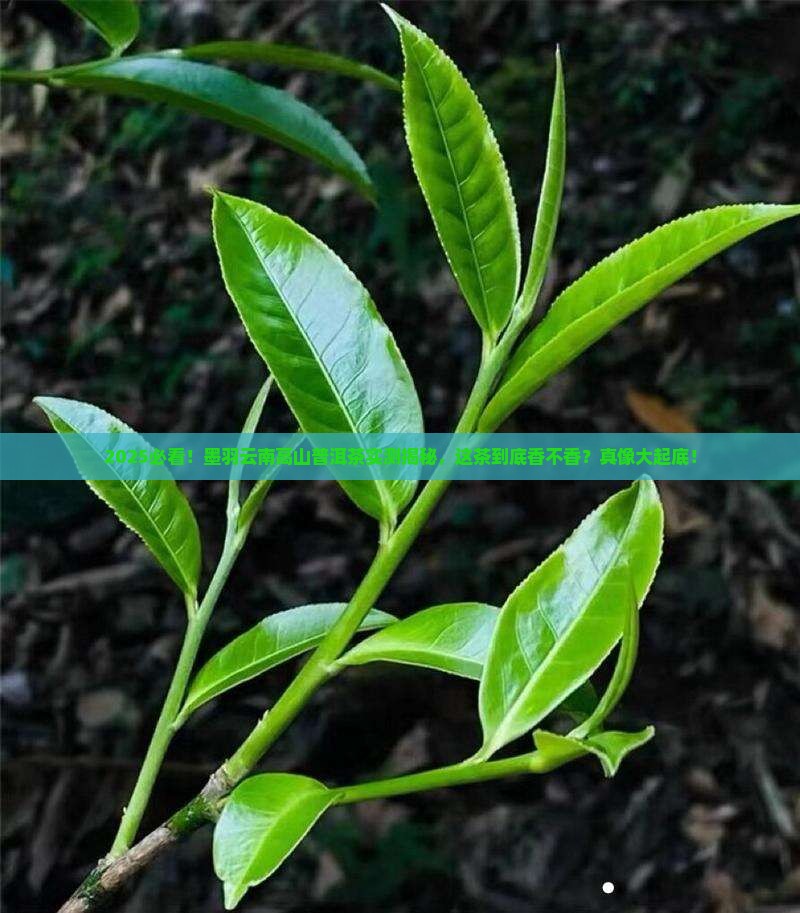 墨羽云南高山普洱茶如何