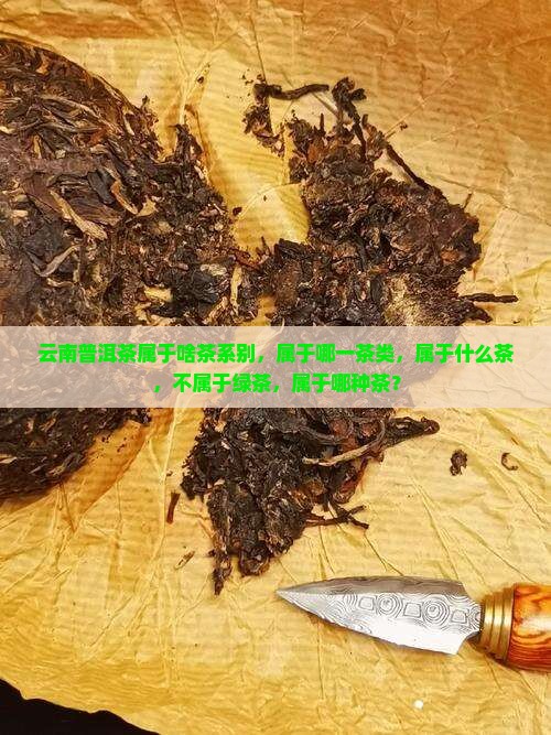 云南普洱茶属于啥茶系别