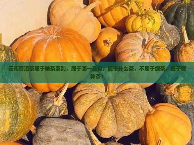 云南普洱茶属于啥茶系别