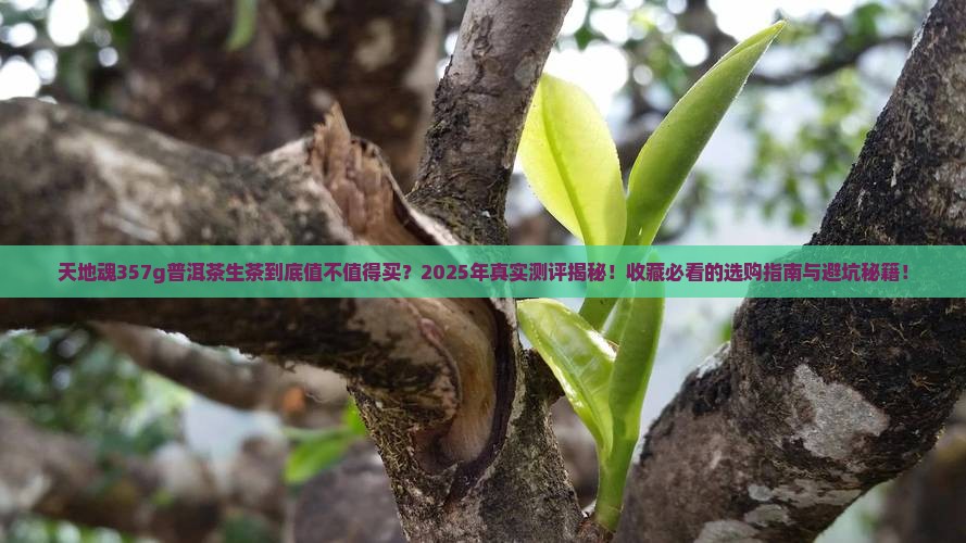 天地魂357g普洱茶生茶