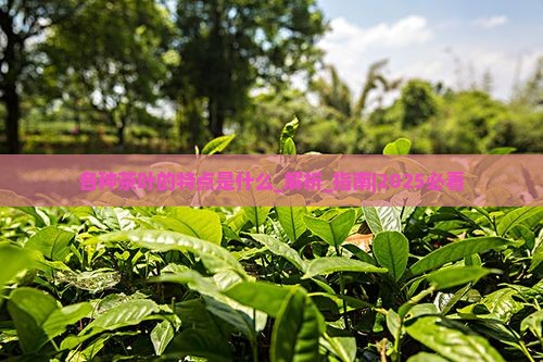 各种茶叶的特点是什么