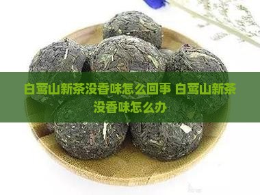 白莺山新茶没香味