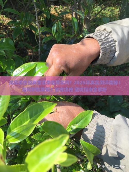 戎氏茶色经典普洱茶