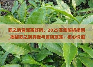 陈之韵普洱茶好吗
