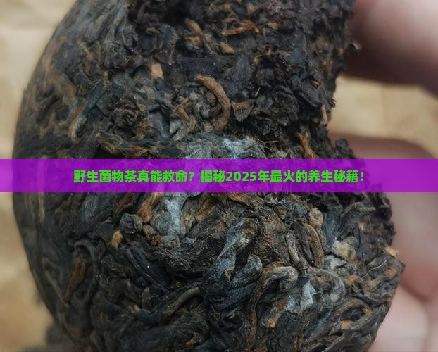 野生菌物茶的作用