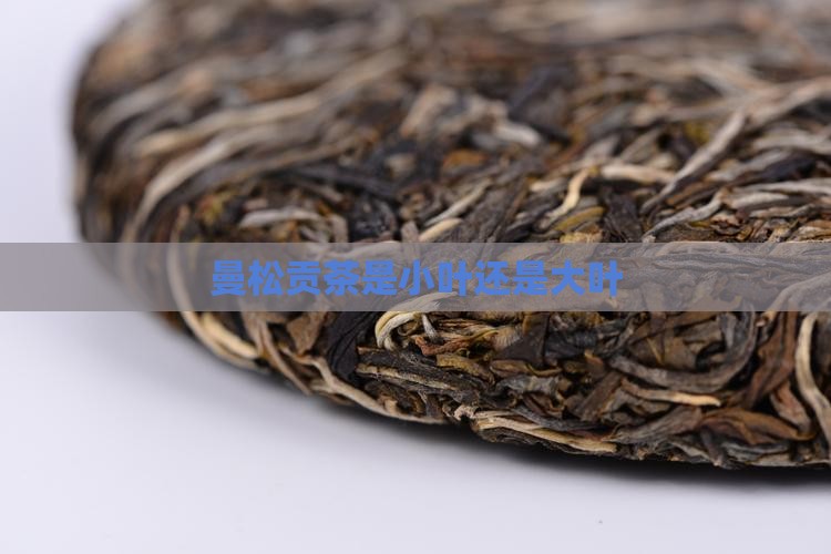 曼松贡茶是小叶还是大叶