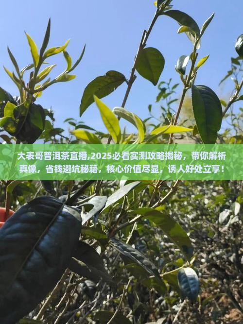 大表哥普洱茶直播