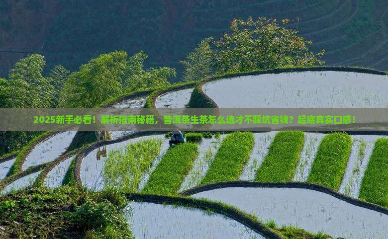 态与度普洱茶生茶