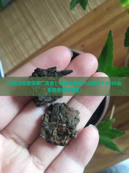 云南卫视普洱茶广东仓