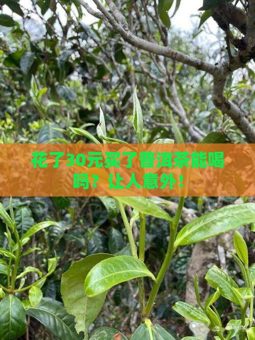 花了30元买了普洱茶能喝吗