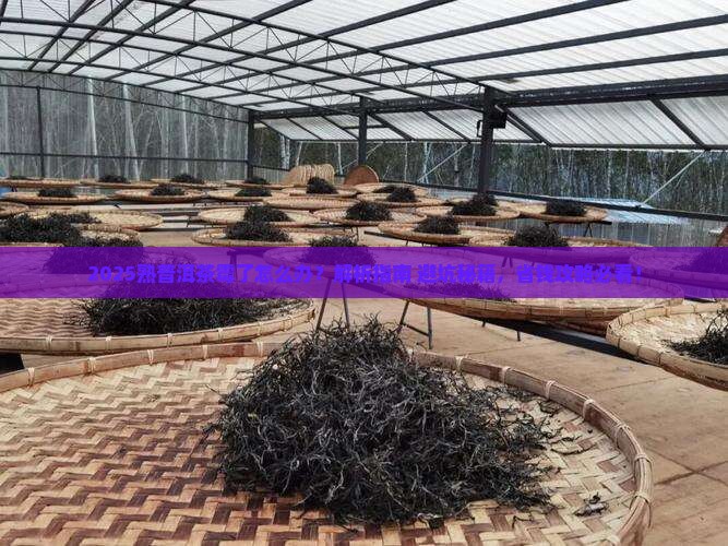熟普洱茶霉了什么办