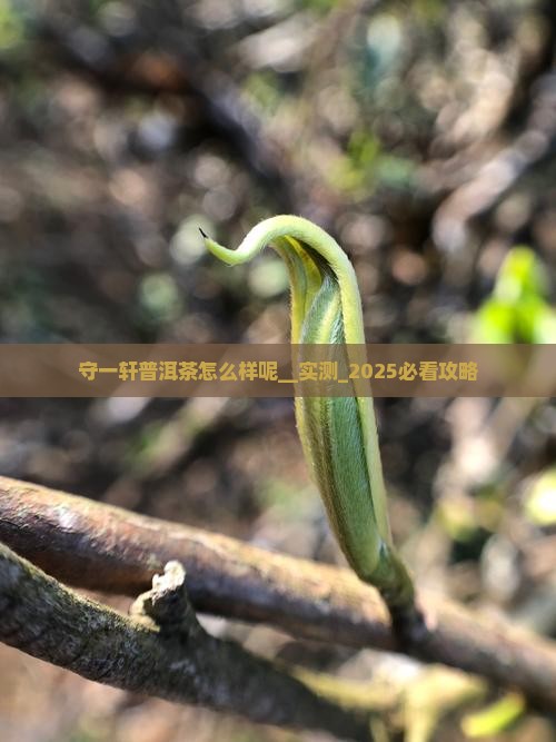 守一轩普洱茶怎么样呢