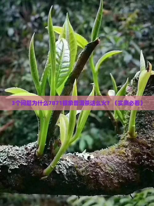 7871银象普洱茶