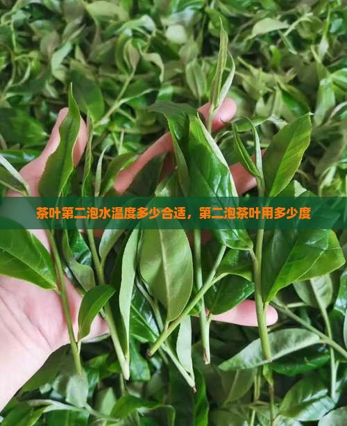 茶叶第二泡水温度