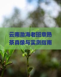 云南渤海老班章熟茶