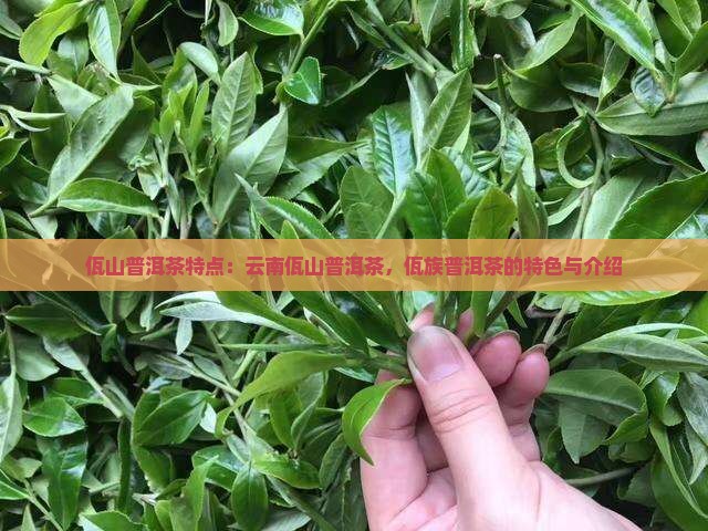 佤山普洱茶特点