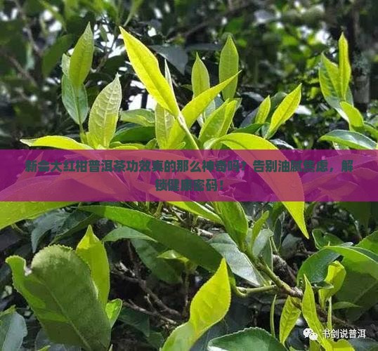 新会大红柑普洱茶功效